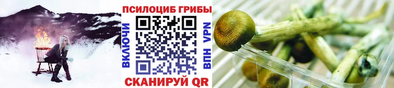 где продают Надым Псилоцибиновые грибы Psilocybe